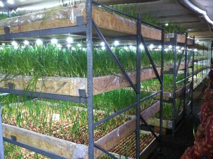 Выращивание петрушки в теплице: как вырастить зимой на продажу, выгодно ли