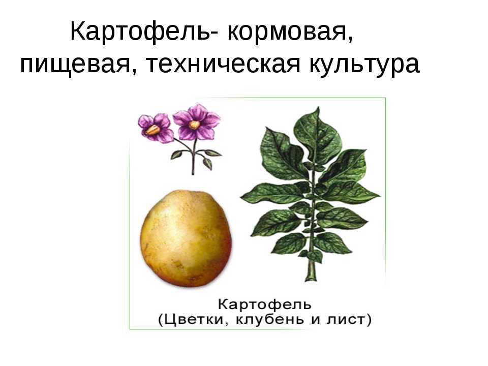 Картофель — solanum tuberosum l.