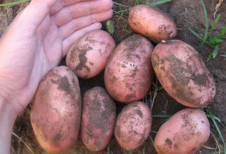 Почему клубни картофеля при долгой варке становятся рассыпчатыми: от чего зависит рассыпчатость, хорошо это или плохо, биологические характеристики и состав