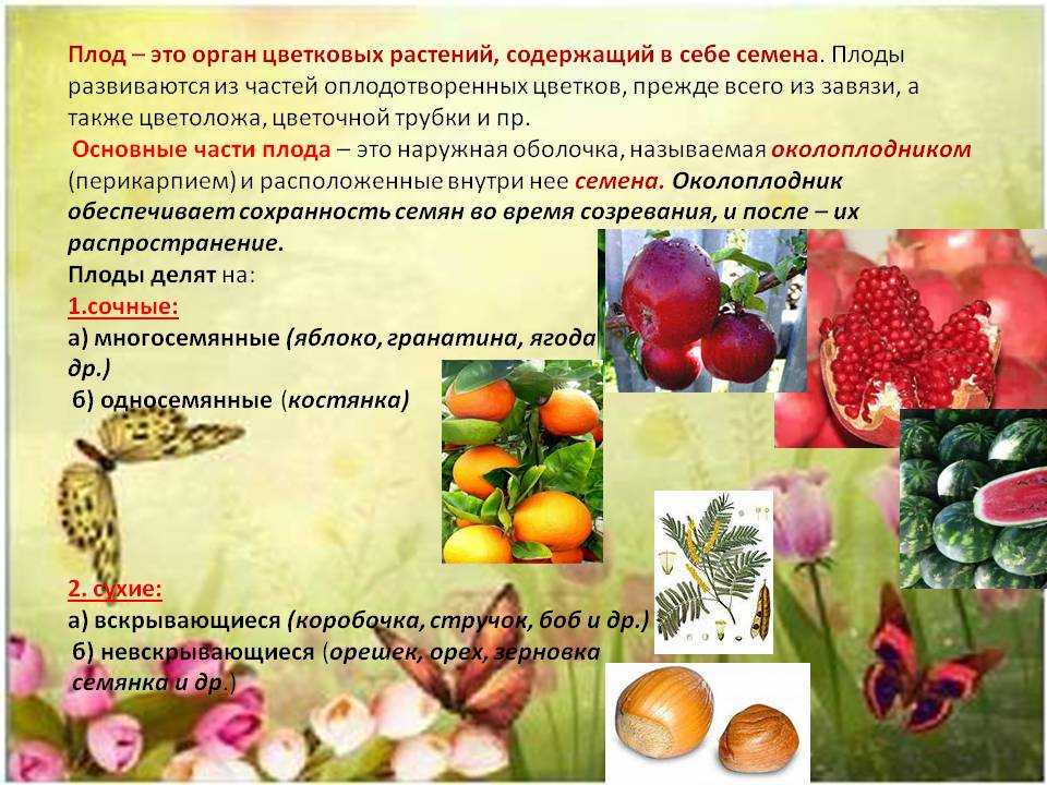Арбуз – это ягода или фрукт, правильный ответ, при чем тут овощ + фото