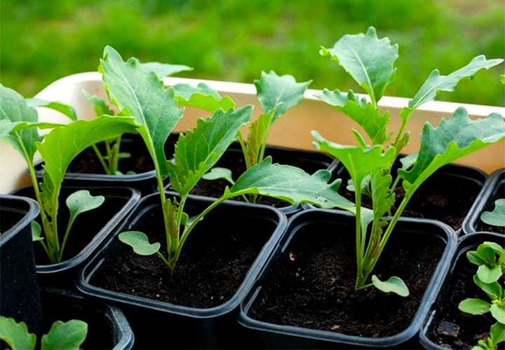 Капуста кольраби (фото): выращивание и уход в открытом грунте – как вырастить рассаду и сажать семенами, как собирать урожай на даче