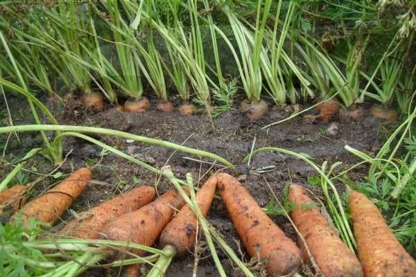Морковь канада f1: описание и характеристика сорта, фото + отзывы садоводов