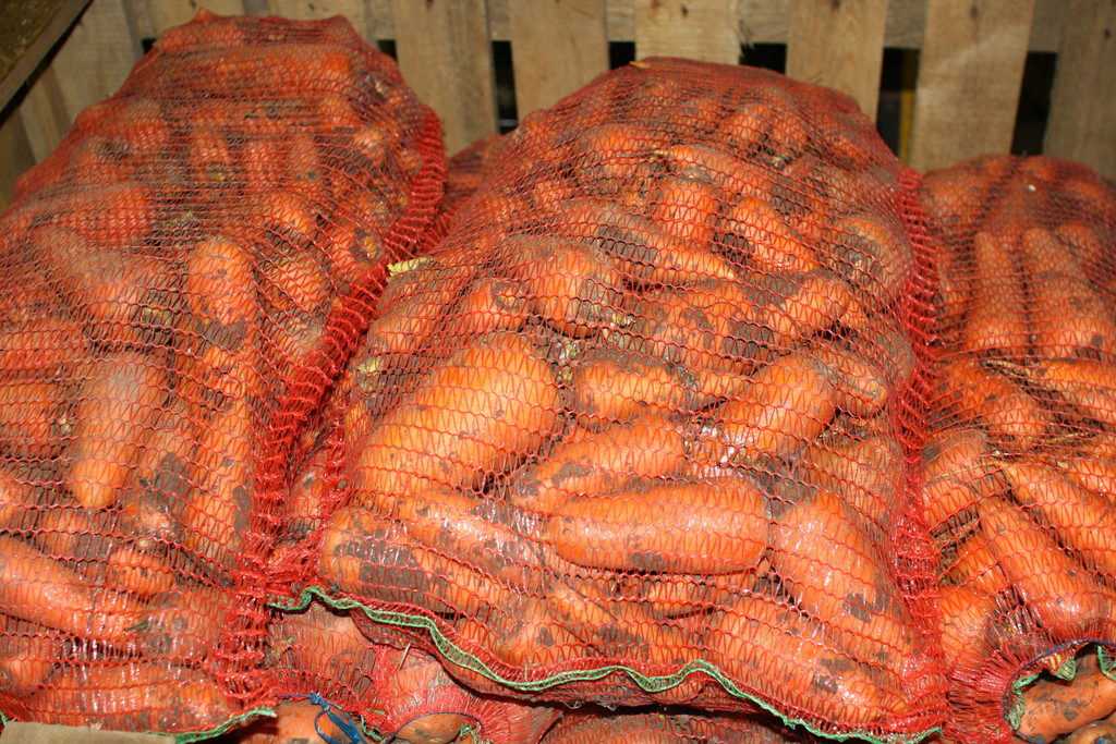 Капризная морковь: можно ли обеспечить ей хранение на зиму в подвале и в пакетах и как это правильно сделать?