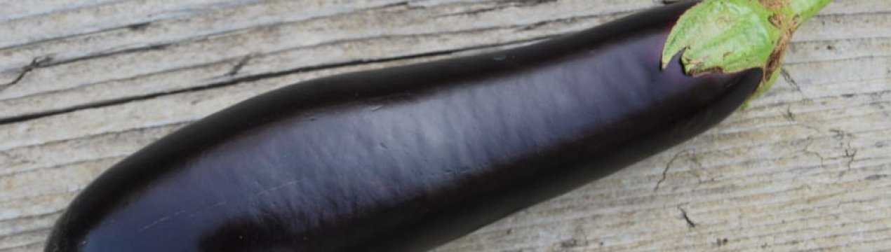 Баклажан черный опал — отзывы, характеристика и описание сорта