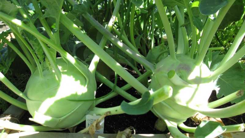 Кольраби — выращивание и уход в открытом грунте капустной репы