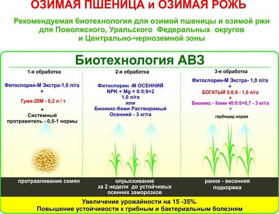 Подкормка пшеницы: карбамидом и другими удобрениями