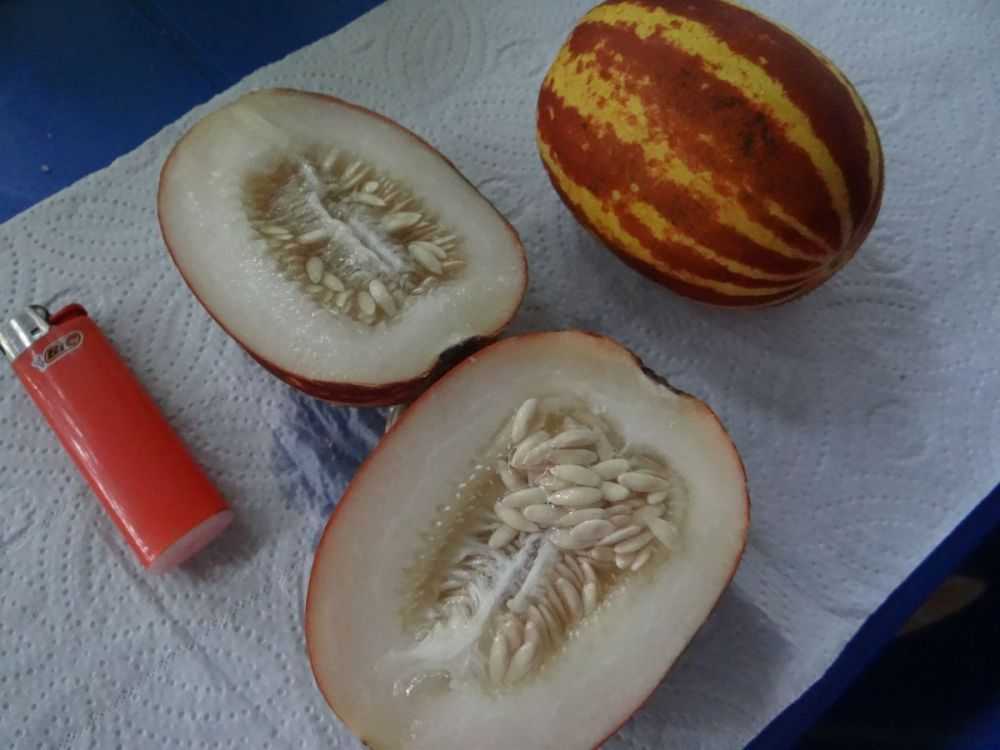 Семена дыня f1 сладкий ананас: описание сорта, фото. купить с доставкой или почтой россии.