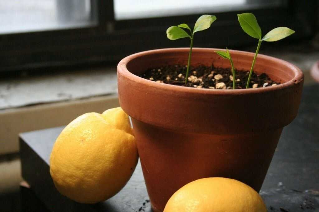 Семена базилика: польза, вред, рецепты, применение для похудения