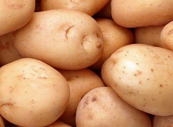 Картофель ирбитский – среднеспелый сорт с хорошей урожайностью