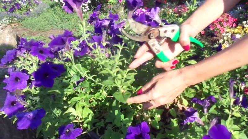 Как правильно прищипывать петунию - для обильного цветения | сад и огород