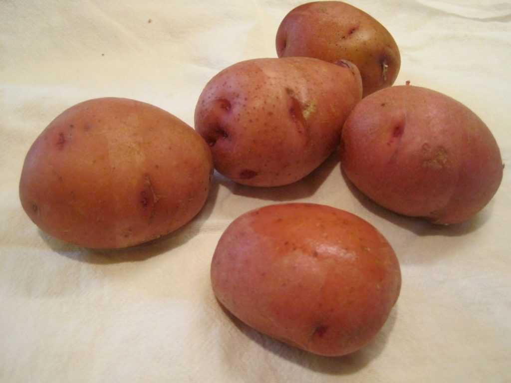 Сорт картофеля пикассо: характеристика, описание с фото, отзывы
