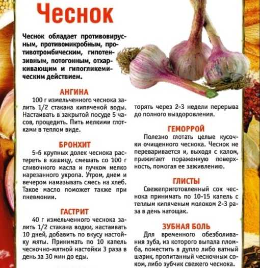 Что будет, если каждый день есть чеснок? польза и вред чеснока для здоровья :: syl.ru
