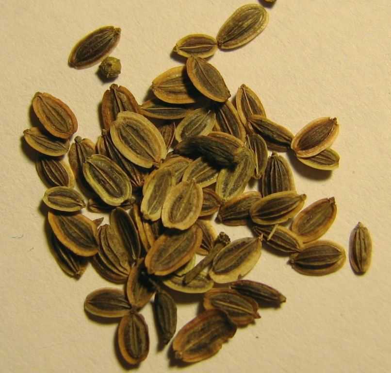 Семена укропа — полезные свойства и применение. как заваривать семена укропа
