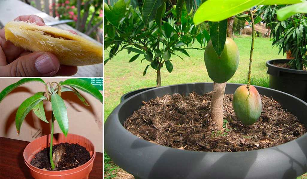 Выращивание манго из косточки в домашних условиях, с фото и видео