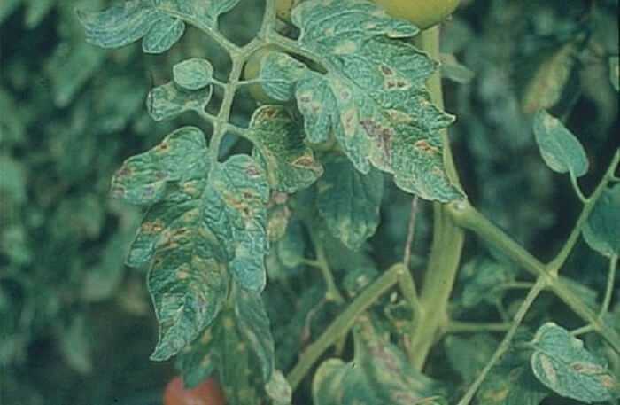 Пятна на листьях рассады томатов: как предотвратить болезни и избавиться от них
