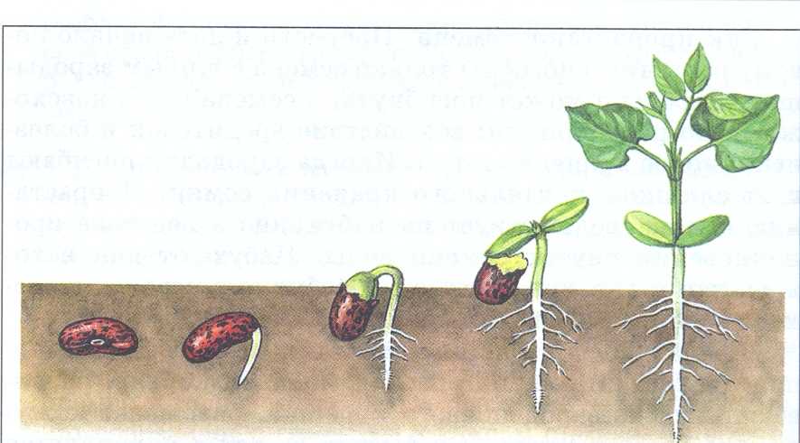 Фасоль семена всхожесть семена фирмы биотехники
