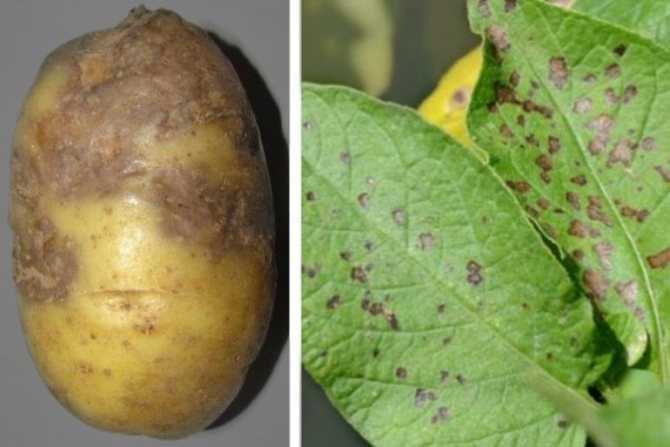 Что такое кольцевая гниль картофеля и методы борьбы с ней