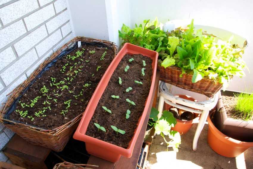 Как выращивать брокколи в домашних условиях, максимум витамин