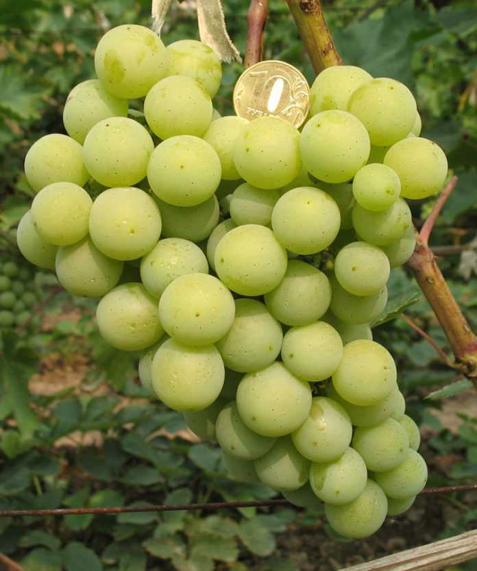 Неукрывные сорта винограда: хорошие сорта для подмосковья, описание видов винограда, правила ухода