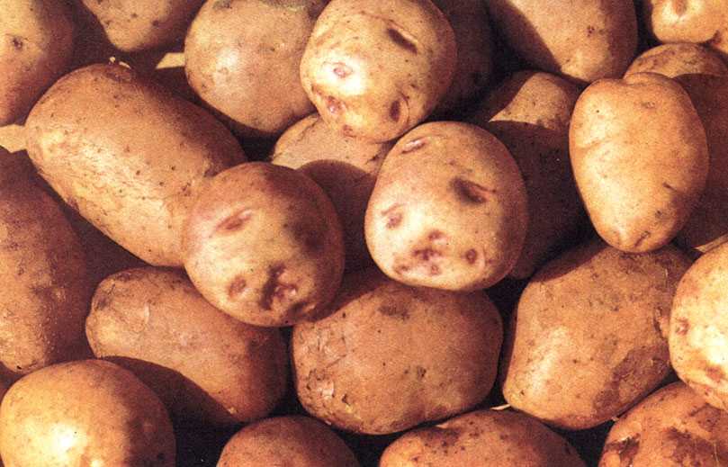Картофель сорта скарб: описание, отбор посадочного материала, отзывы картофелеводов