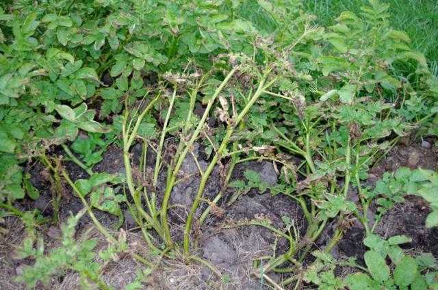 Защита томатов от фузариоза – соляризация почвы и удобрение по листу! — agroxxi