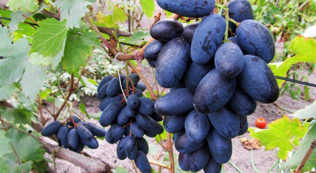 Сорта винограда для производства вин: описание сорта с фото, отзывы, посадка и уход