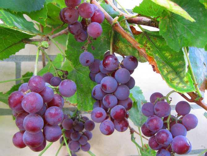 Неукрывные сорта винограда: виды