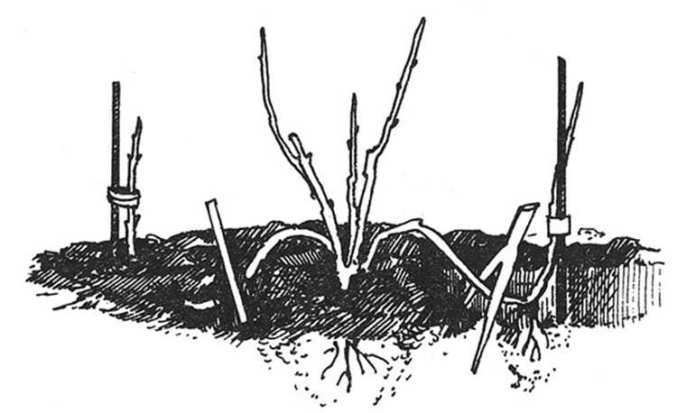 Калина: посадка и уход в открытом грунте, выращивание в саду, обрезка и размножение