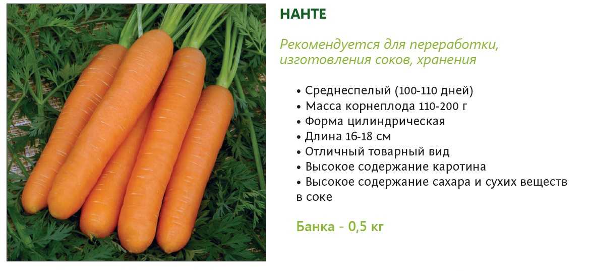 Описание, характеристика и особенности выращивания моркови нантская 4 – лидера по урожайности и содержанию каротина