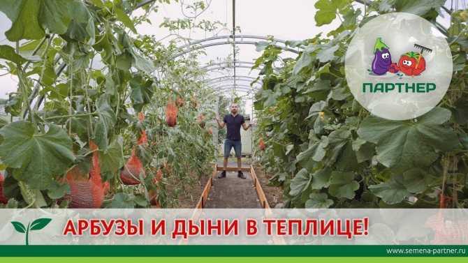 Как вырастить арбузы в средней полосе россии в открытом грунте и в теплице, сроки посадки, выбор сорта