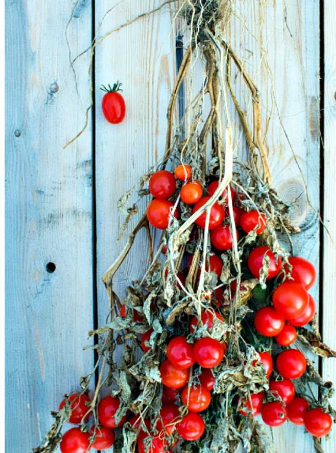 Как сохранить свежие помидоры в квартире, чтобы они не испортились