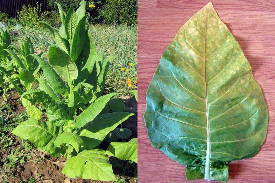 Сорта табака: самые лучшие и крепкие виды, сколько всего выращивают на планете
