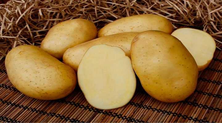 Картофель бриз: описание и характеристика сорта, вкусовые качества и урожайность, выращивание и уход, фото