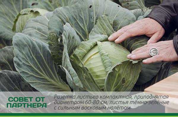 Капуста вьюга: описание сорта белокочанной и характеристика урожайности, фото семян, отзывы о вкусовых качествах