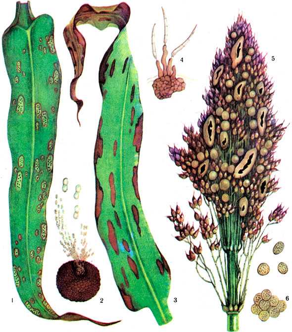 Гельминтоспориоз стеблей, початков и листьев кукурузы | справочник по защите растений — agroxxi