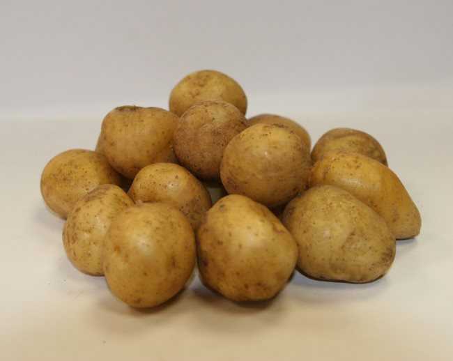 Почему не родится картофель. почему не уродилась картошка и как вырастить хороший урожай | дачная жизнь