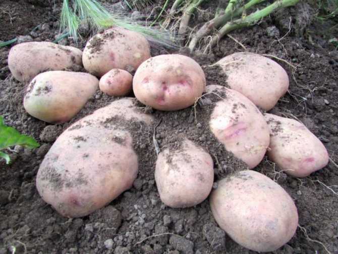 Картофель"аврора": описание сорта, характеристики и фото русский фермер
