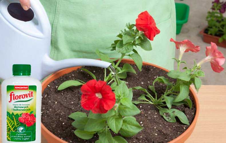 Чем подкормить петунию для обильного цветения: какие удобрения использовать, советы