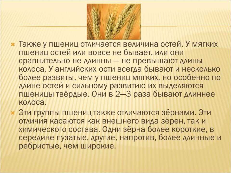 Описание головни пшеницы и методы борьбы с заболеванием