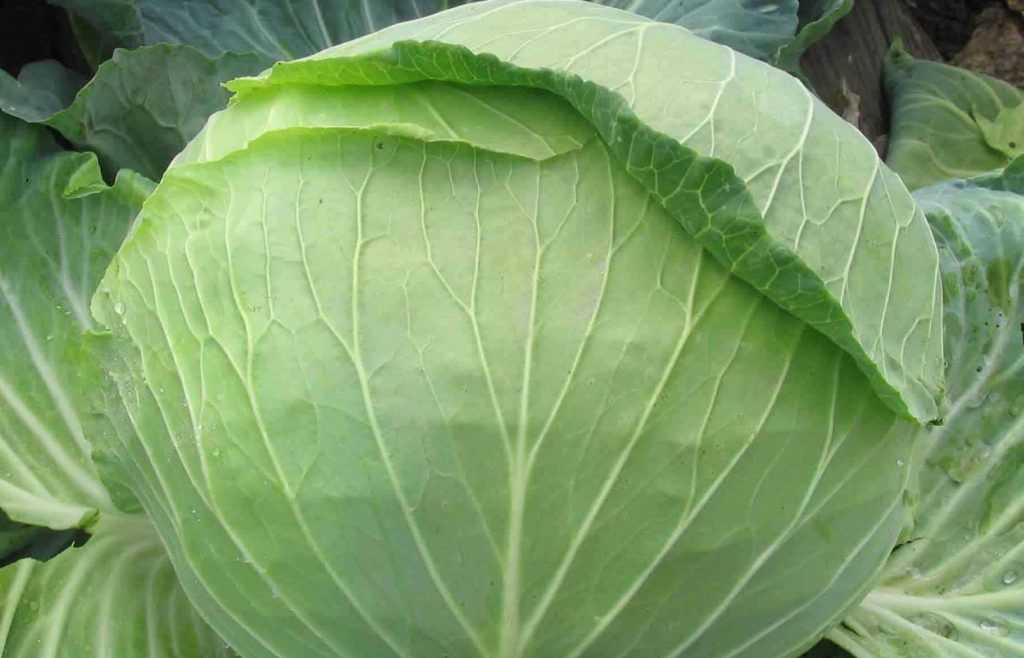 Капуста брокколи батавия f1 - описание, характеристики, отзывы, преимущества и недостатки, особенности выращивания
