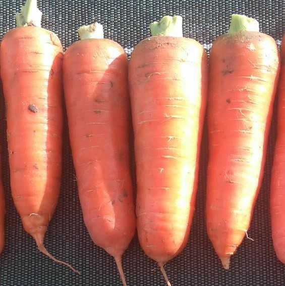 Морковь сортотипа шантенэ – проверенные временем лёжкие сорта