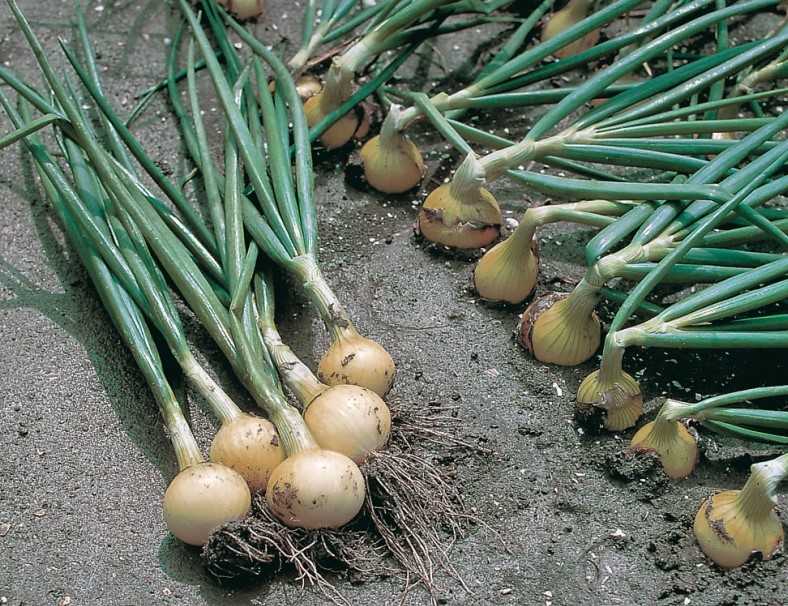 Выращивание лука из семян за один сезон (год): подходящие сорта, порядок действий, сбор и хранение урожая репчатого лука