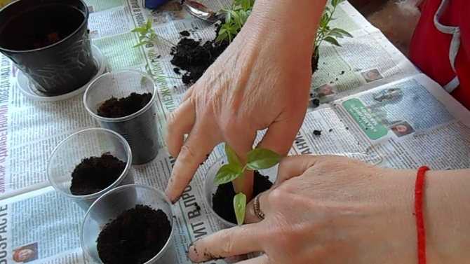 Как вырастить базилик — от посева семян до сбора урожая