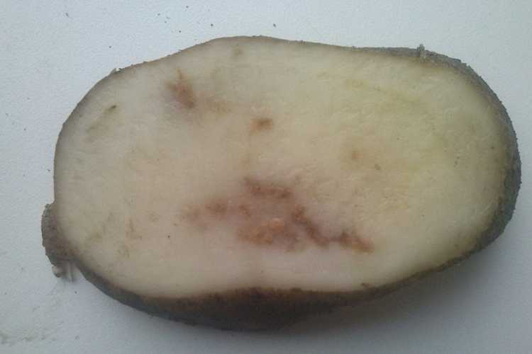 Пятна на картофеле (листьях и клубнях) – возможные причины