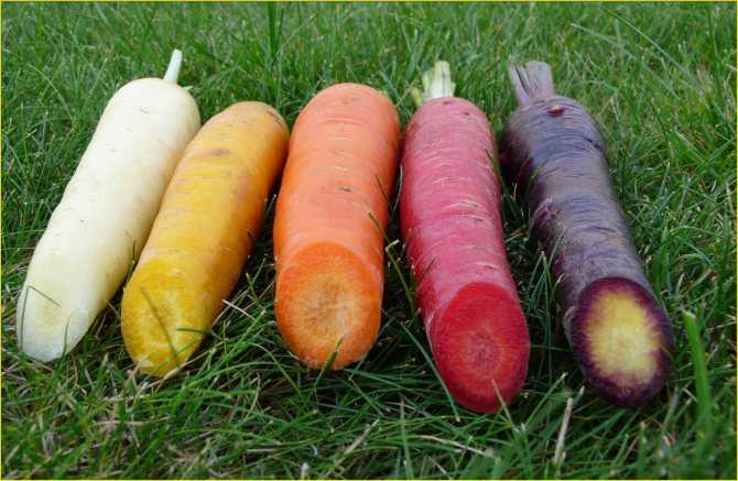 Морковь изначально была фиолетовой.. какого цвета изначально (до селекции) была морковь?