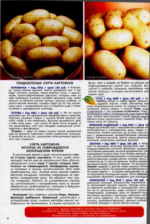 Картофель бельмондо: описание сорта, фото, отзывы об урожайности и выращивании, а также характеристика вкусовых качеств