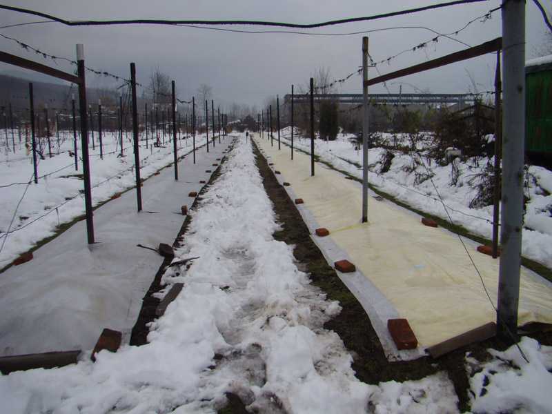 Как укрыть виноград на зиму: когда и чем