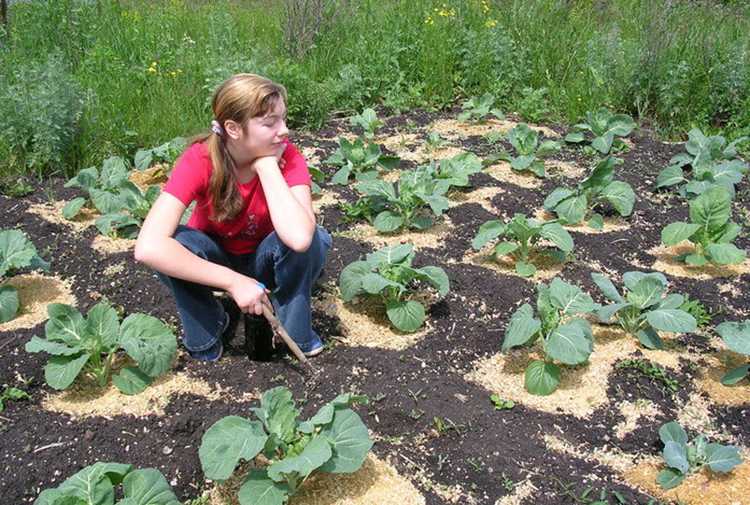 Капуста брокколи: как вырастить на огороде в открытом грунте
