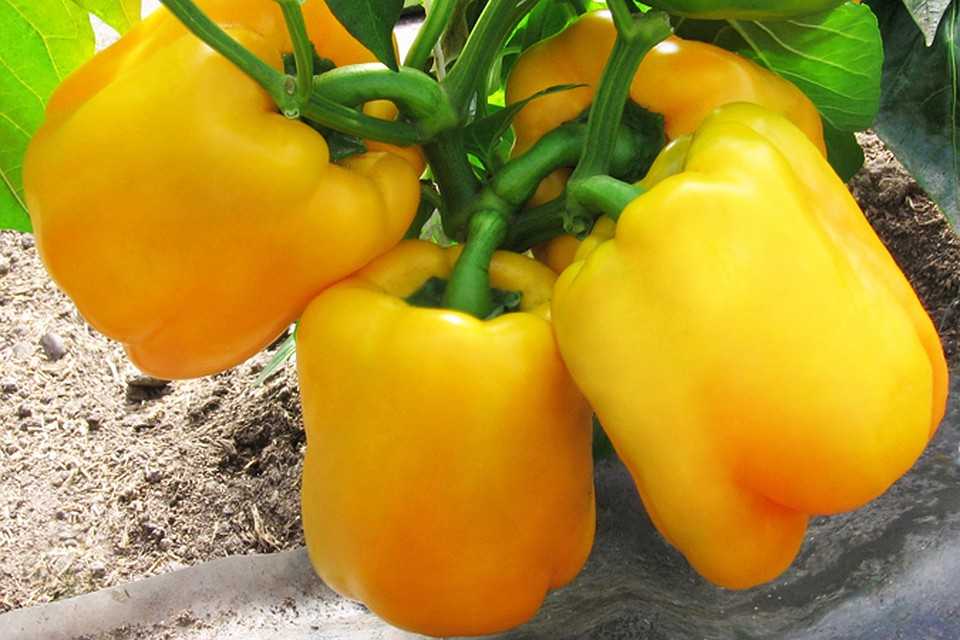 Раннеспелый сорт перца «биг герл»: характеристики и выращивание