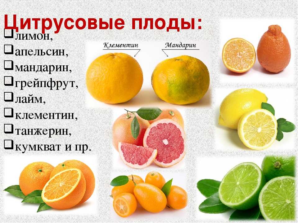 Апельсин в какое время есть. Цитрусовые фрукты. Цитрус фрукты названия. Название всех цитрусовых плодов. Перечень цитрусовых фруктов.